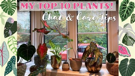 My Top 10 Favourite Houseplants Chat And Care Tips 🌿💚🌱🏡 Youtube