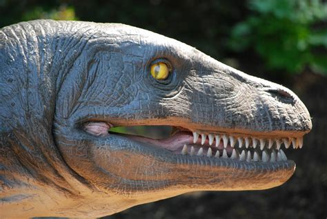 Cjo Photo 10 Fun Facts About Dinosaurs