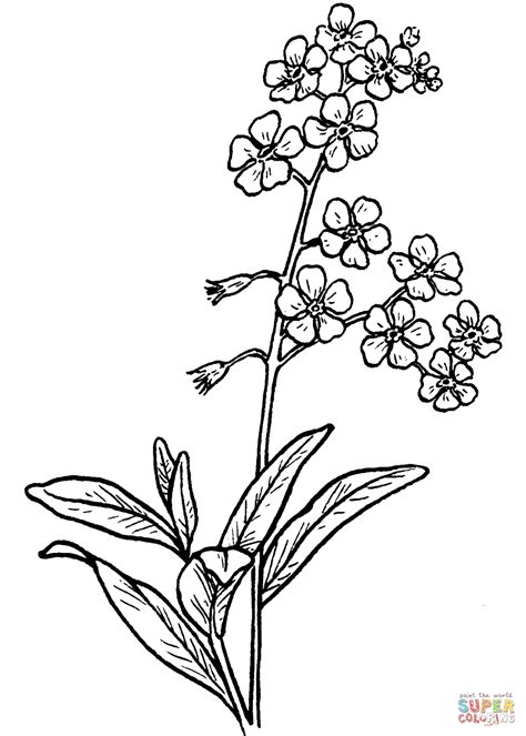 Forget Me Not Coloring Page Free Printable Coloring Pages