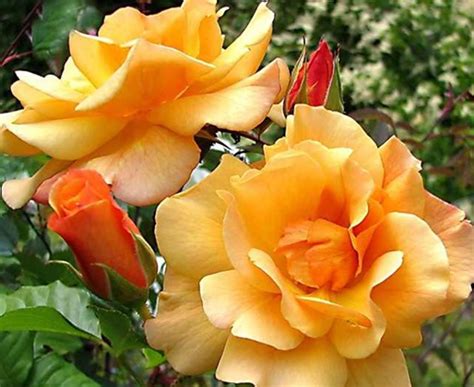 Autumn Sunset Climber Staked Flourish Roses