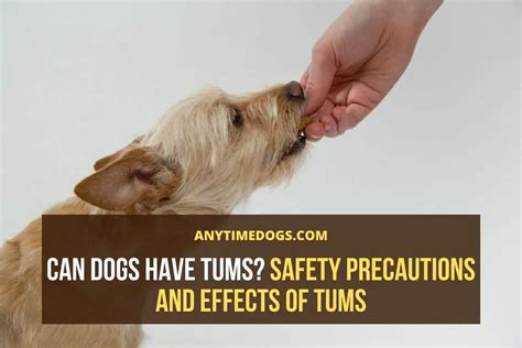 Can Dogs Have Tums Safety Precautions And Effects Of Tums Atd