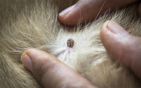 Tick And Lyme Disease Information Dog Cat Pet Adoption Animal