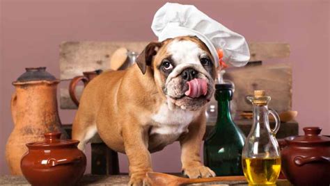 Can Dogs Have Olive Oil Is Olive Oil Safe For Dogs Dogtime