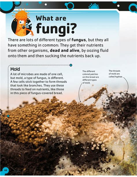 Pdf What Are Fungi Mold