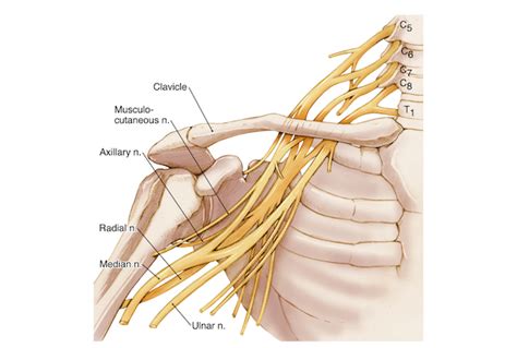 Elbow Arm Anatomy