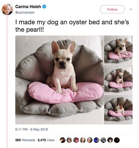 50 Tweets Youre Gonna Love If You Have A Dog Or Know A Dog Dogs