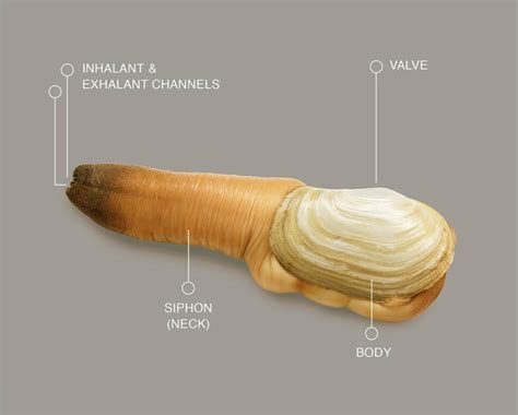 geoduck clams everything you need to know about them