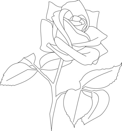 Line Drawing Of Rose Flower