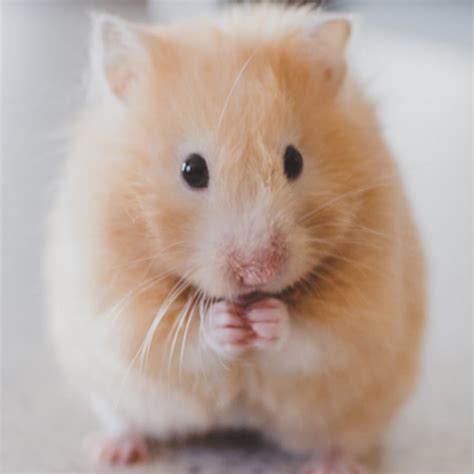 Hamster Gerbil Youtube