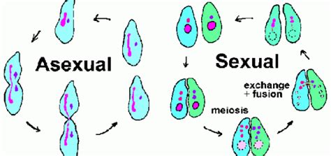 Methods Of Reproduction Science Online Free Nude Porn Photos