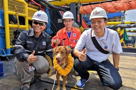 Stranded Dog Found Swimming 130 Miles Off Thailand Shore Rescued