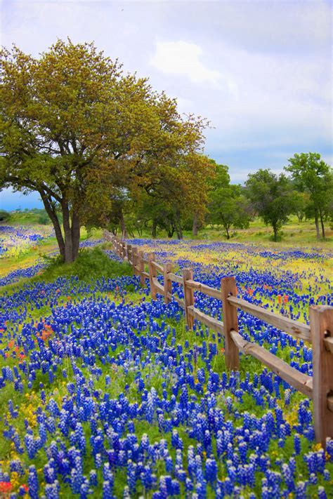 Is There Anything More Beautiful Than A Field Of Bluebonnets