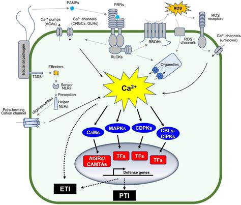 Frontiers Calciumcalmodulin Mediated Defense Signaling What Is