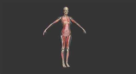 Full Muscle Anatomy Male And Female Body 3d Model Cgtrader