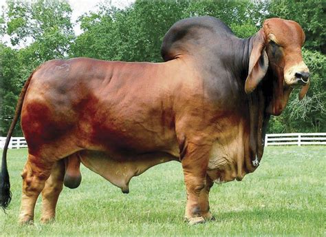 Stingray Kariboe Valley Red Brahmans Cattle Farming Cattle