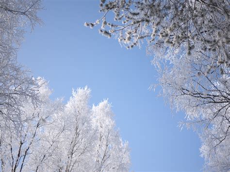 Fotos Gratis árbol Rama Flor Nieve Frío Invierno Planta Cielo