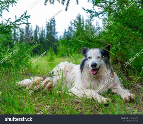 Old White Dog Yakut Laika Breed Stock Photo 2262669679 Shutterstock