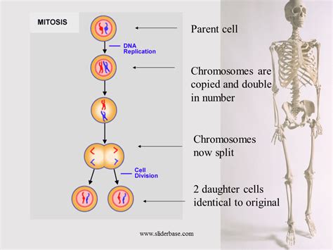 To make the complete growth medium, add the following components to the base medium: Mitosis 2 - Presentation Genetics
