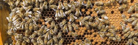 Top 20 How To Get Rid Of Honey Bees