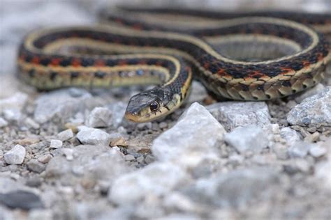 Garter Snake Crawling On Gravel Snake Facts And Information Garter