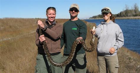 82 Burmese Pythons Caught So Far In Florida