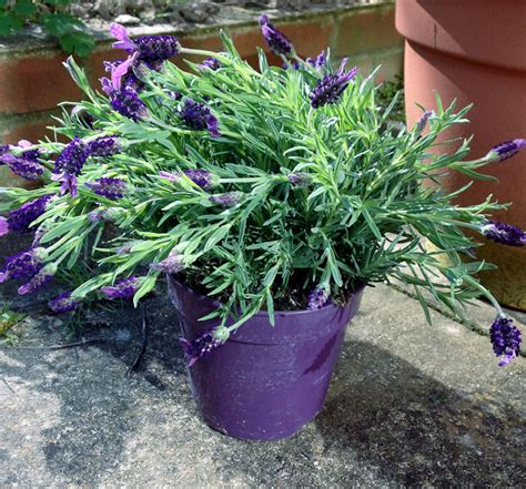 How To Grow Lavender In A Containers Growing And Caring Naturebring