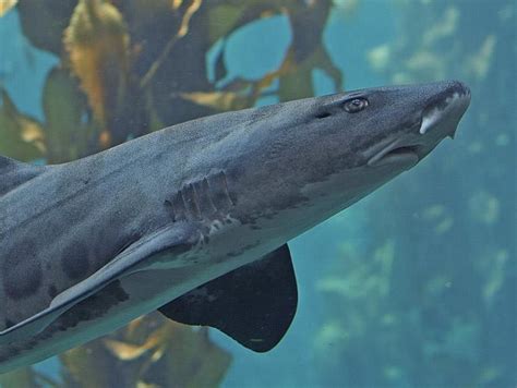 Leopard Shark Kelp Forest Fishes Triakis Semifasciata