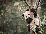 Panda habitat shrinking, becoming more fragme | EurekAlert!
