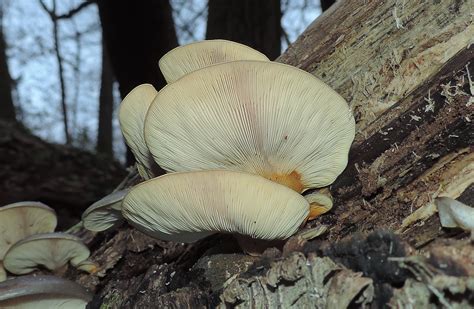 5 Wild Edible Mushrooms You Can Forage This Winter Learn Your Land