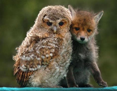 62 Best Images About Unusual Animal Friends On Pinterest