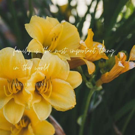 Yellow Flowers Inspirational Instagram Quotes Persistants