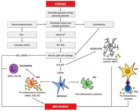 Ijms Free Full Text Neuroinflammatory Mechanisms In Ischemic Stroke