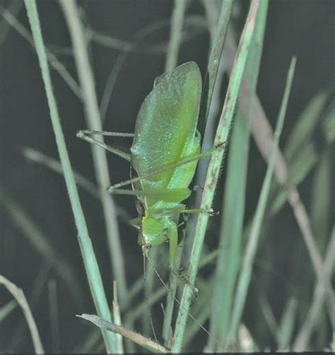 Bunyipco The Mundurra Balloon Winged Katydid