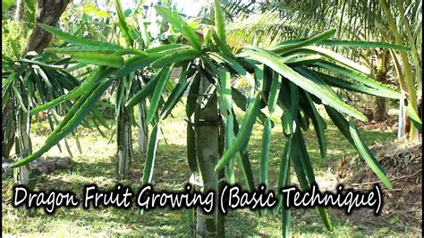 How To Grow Dragon Fruit Plants Basic Technique Youtube