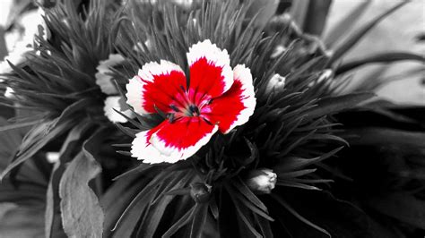 Red And White Flowers Wallpapers Wallpaper Cave