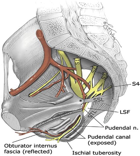Kelly Procedure For Exstrophy Or Epispadias Patients Anatomical Description Of The Pudendal