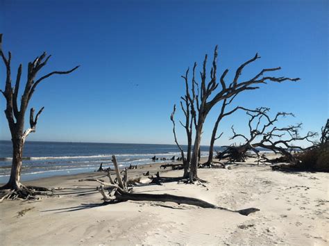 Driftwood Beach On Jekyll Island Picture Of The Week The World Of Deej