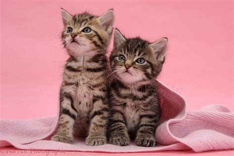 Cute Tabby Kittens Under A Pink Scarf Tabby Kitten Cute Little
