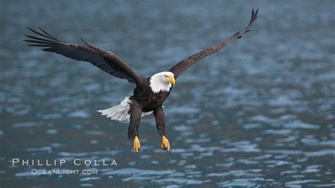 Bald Eagle Flying Low Over The Water Haliaeetus Leucocephalus Kenai