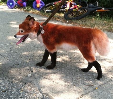 11 Dogs That Groomed To Look Like Other Animals Hubpages