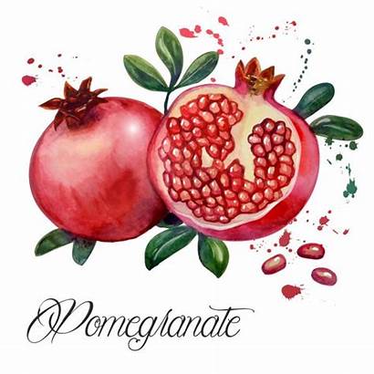 Pomegranate Fruit Illustrations Illustration Depositphotos Vectors