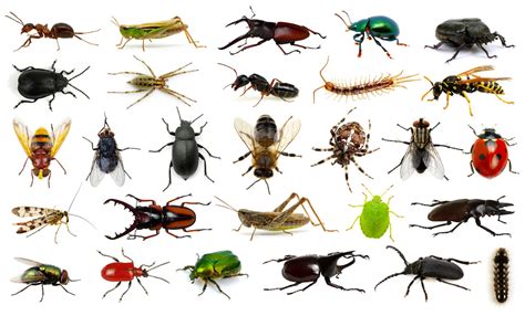 Top 5 Common Pests That You Need To Know About In 2021 Appm
