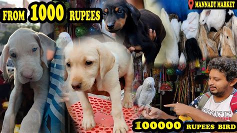 ரூ1000 முதல் Puppies Mannady Pet Market Sunday Pet Market 1 Lakh