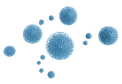 Body Cell Vector Png Free Image Png All Png All