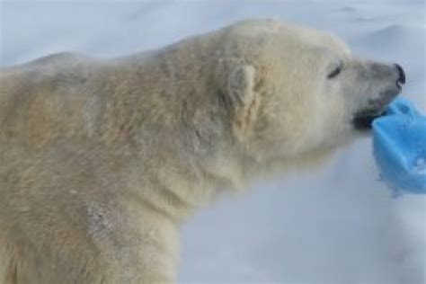 Cochrane Polar Bear Habitat Northeastern Ontario Canada Cochrane