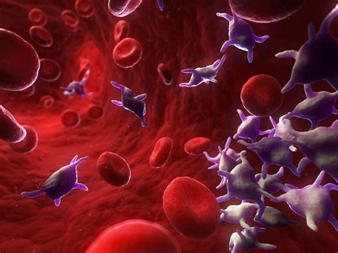 Thrombocytes Platelets Definition Coagulation Homeostasis