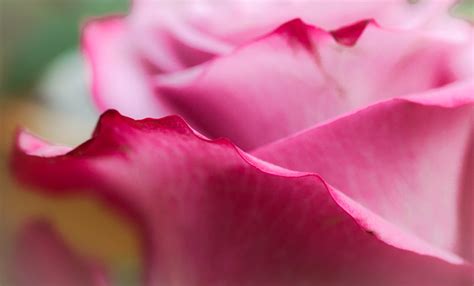 Nature Beauty In Nature Pink Pink Rose Pink Color Close Up Rose