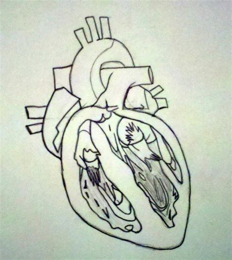 Human Heart Drawing By Granger 534
