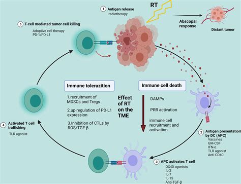 Frontiers Effective Combinations Of Immunotherapy And Radiotherapy