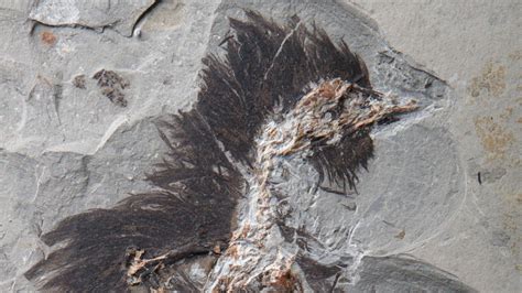 Feathers On This 130 Million Year Old Fossil Still Contain Traces Of